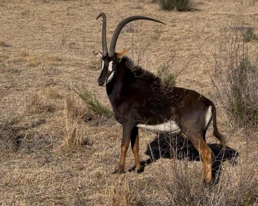 43 2/8" Sable bull